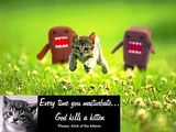 kitten.jpg image by cabron1975